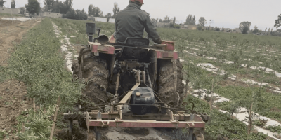 Sustainable & Ethical Goji Farming