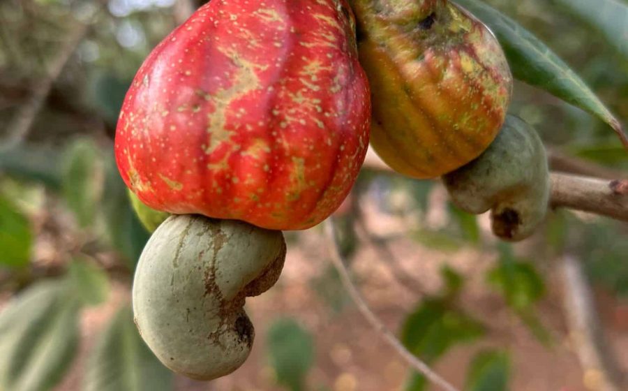 cashew nuts