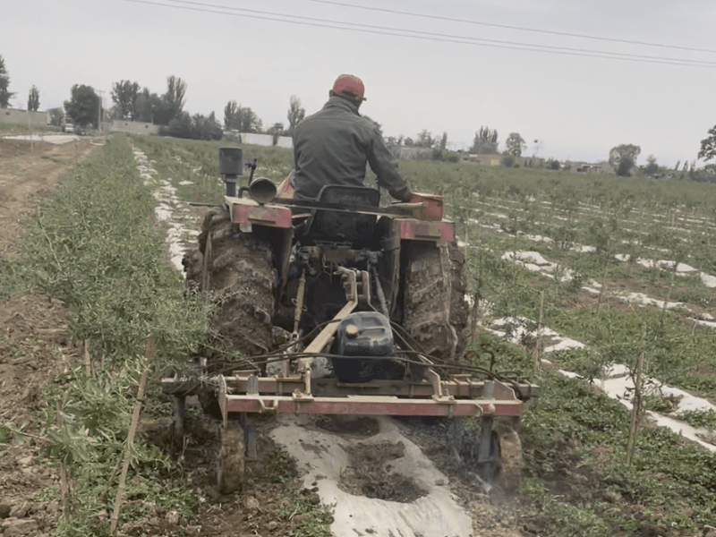 goji-farming