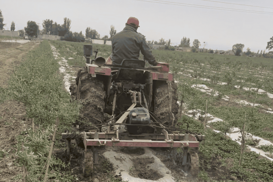 goji-farming